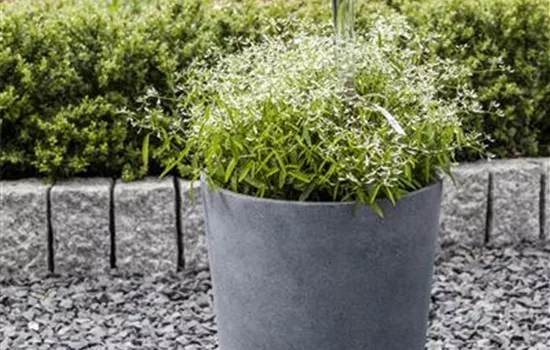 Euphorbia hypericifolia 'Diamond Frost'(s) Euphorbia hypericifolia 'Diamond Frost'(s)