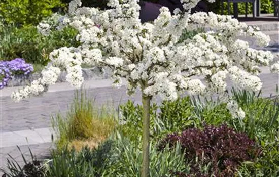 Malus 'Tina' Malus 'Tina'