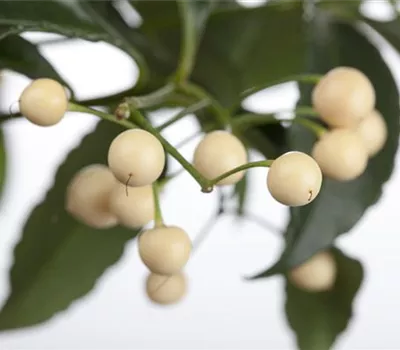 Ardisia crenata Ardisia crenata