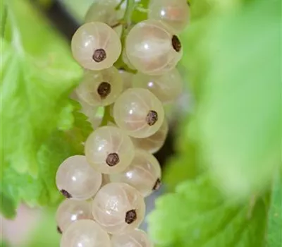 Ribes rubrum 'Weiße Versailler'