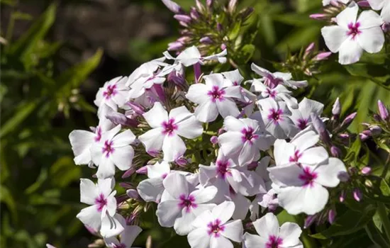 Phlox paniculata 'White Eye Flame' Phlox paniculata 'White Eye Flame'
