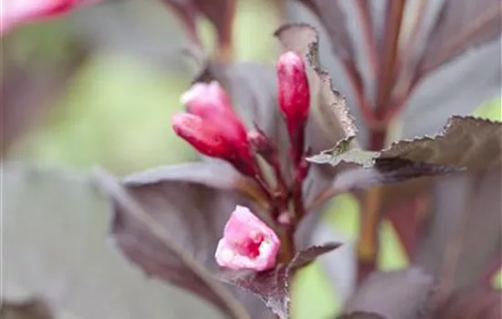 Weigela florida 'Victoria' Weigela florida 'Victoria'