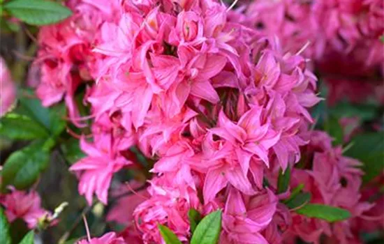 Rhododendron luteum 'Homebush' Rhododendron luteum 'Homebush'