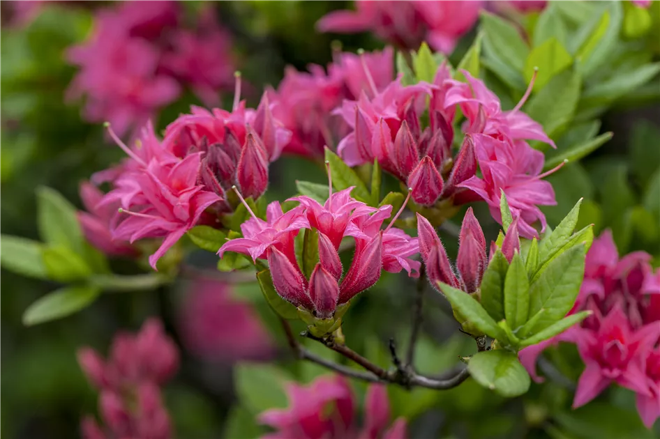 Rhododendron luteum 'Homebush'