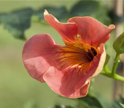 Campsis grandiflora