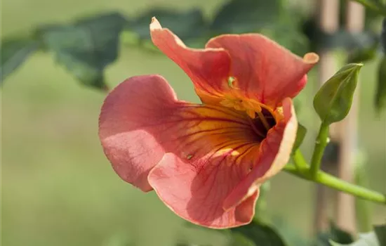 Campsis radicans Campsis radicans