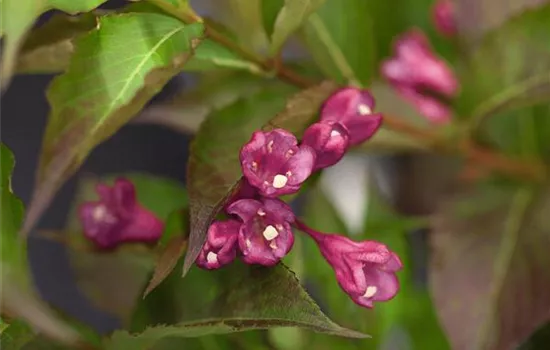 Weigela 'All Summer Red' Weigela 'All Summer Red'