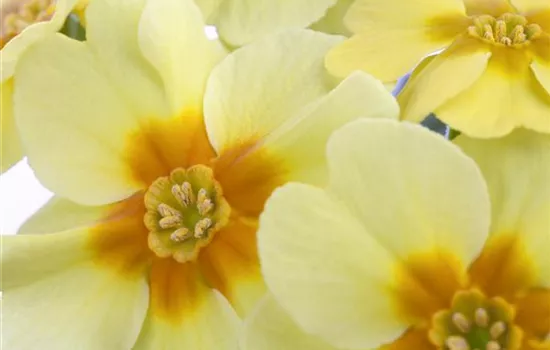 Primula vulgaris Primula vulgaris