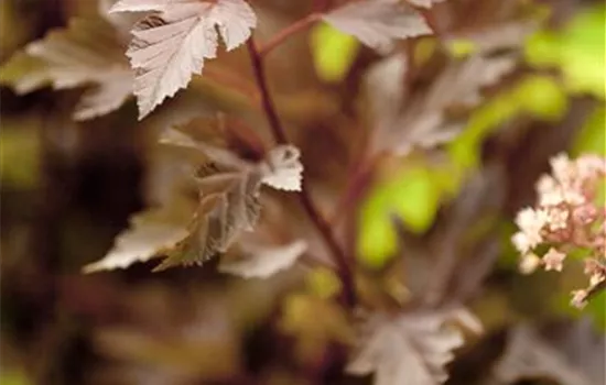 Physocarpus opulifolius 'Summer Wine'® Physocarpus opulifolius 'Summer Wine'®