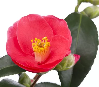 Camellia japonica