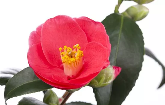 Camellia japonica Camellia japonica