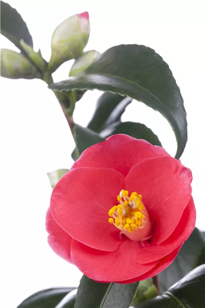 Camellia japonica