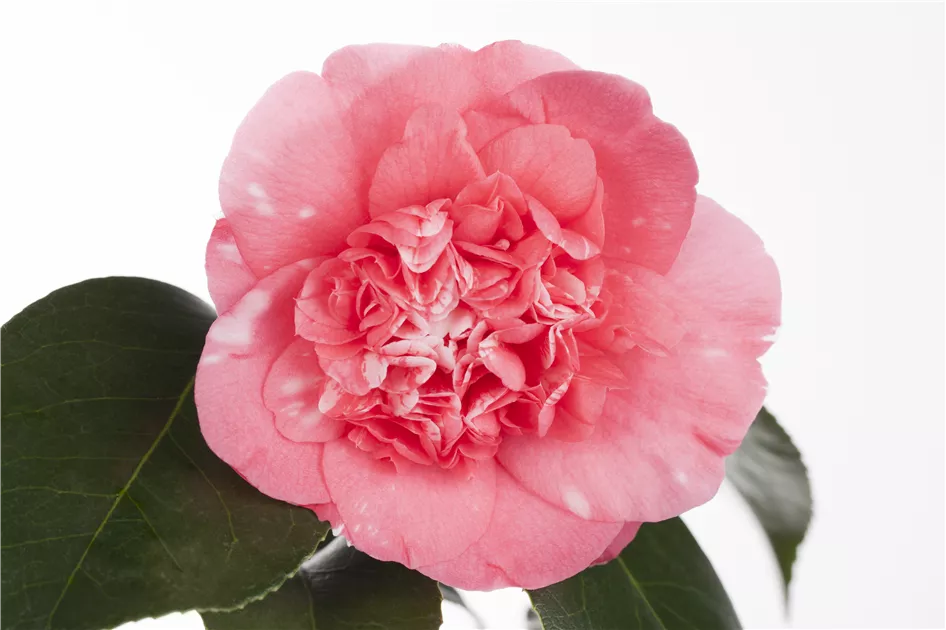Camellia japonica
