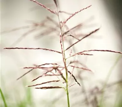 Miscanthus sinensis 'Ferner Osten' Miscanthus sinensis 'Ferner Osten'