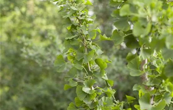Ginkgo biloba Ginkgo biloba