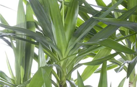 Yucca elephantipes Yucca elephantipes