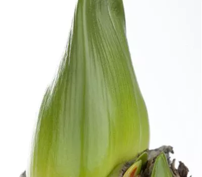 Hippeastrum Hippeastrum