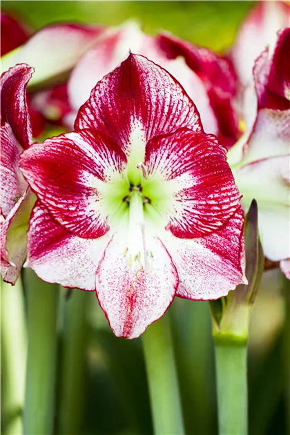 Hippeastrum