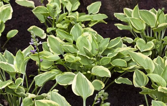 Hosta 'Golden Tiara' Hosta 'Golden Tiara'