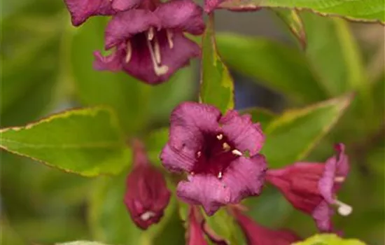 Weigela florida 'Brigela'® Weigela florida 'Brigela'®