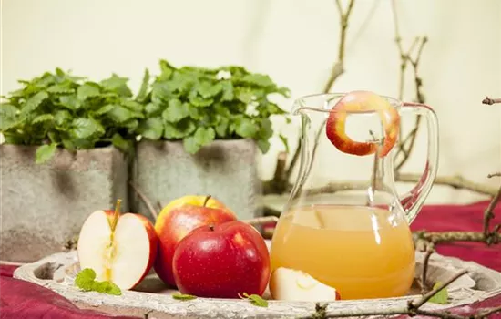 Malus domestica 'Jonagold' Malus domestica 'Jonagold'