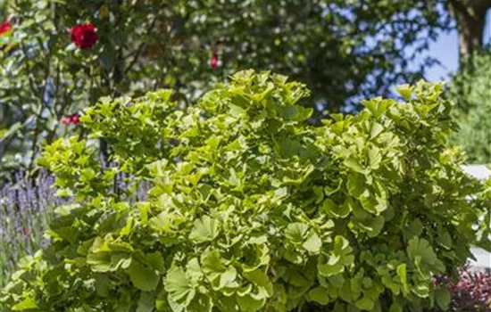 Ginkgo biloba 'Mariken' Ginkgo biloba 'Mariken'