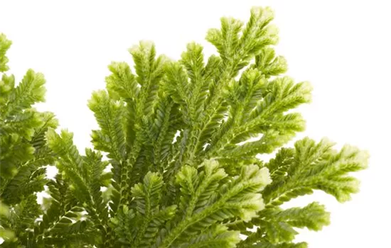 Selaginella martensii 'Jori' Selaginella martensii 'Jori'