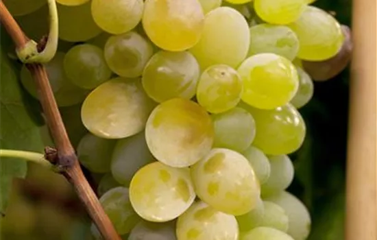 Vitis vinifera 'Lakemont'