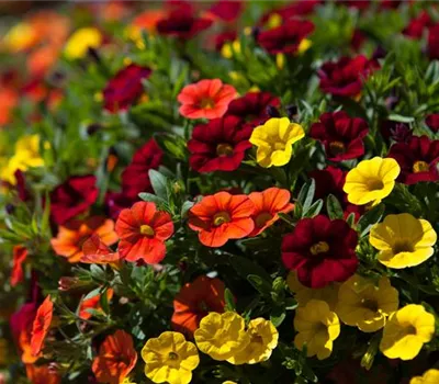 Calibrachoa Calibrachoa