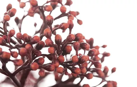 Skimmia japonica 'Rubella'