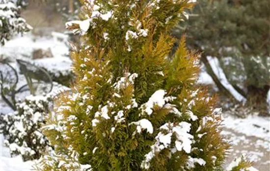 Thuja plicata '4ever' GOLDY®(s) Thuja plicata '4ever' GOLDY®(s)