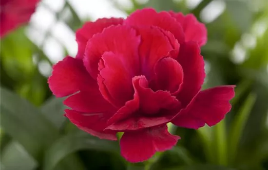 Dianthus caryophyllus Dianthus caryophyllus