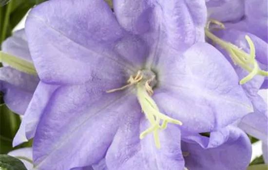 Campanula persicifolia, blau