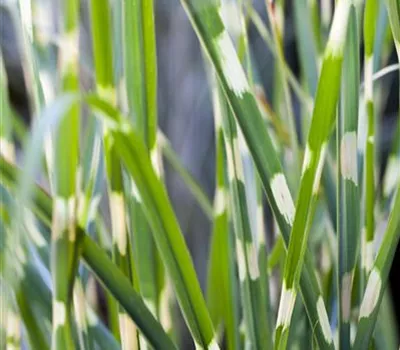 Miscanthus sinensis 'Strictus' Miscanthus sinensis 'Strictus'