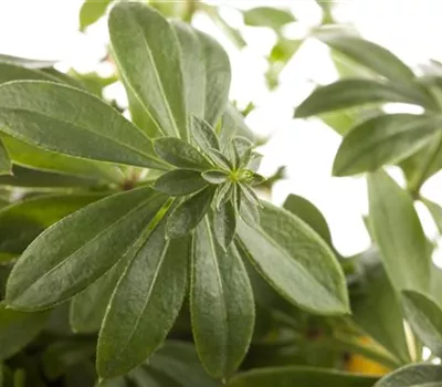 Workshop: Wildkräuterküche