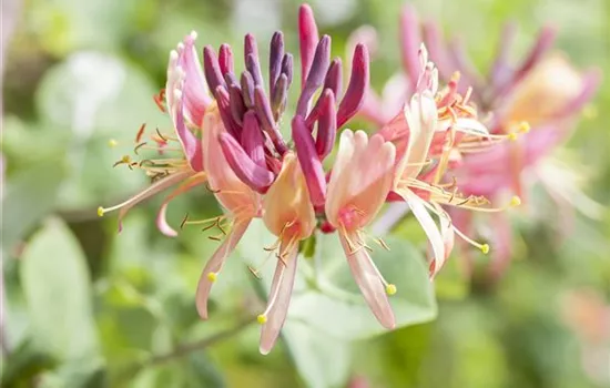 Lonicera caprifolium Lonicera caprifolium